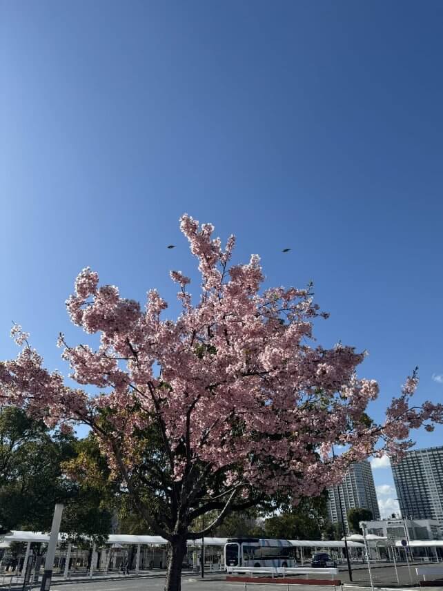 見る人達のための桜の美しさ